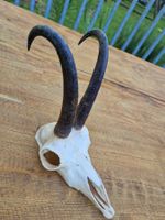 Gamsbock