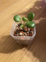 Pilea peperomioides Ableger✨🌿
