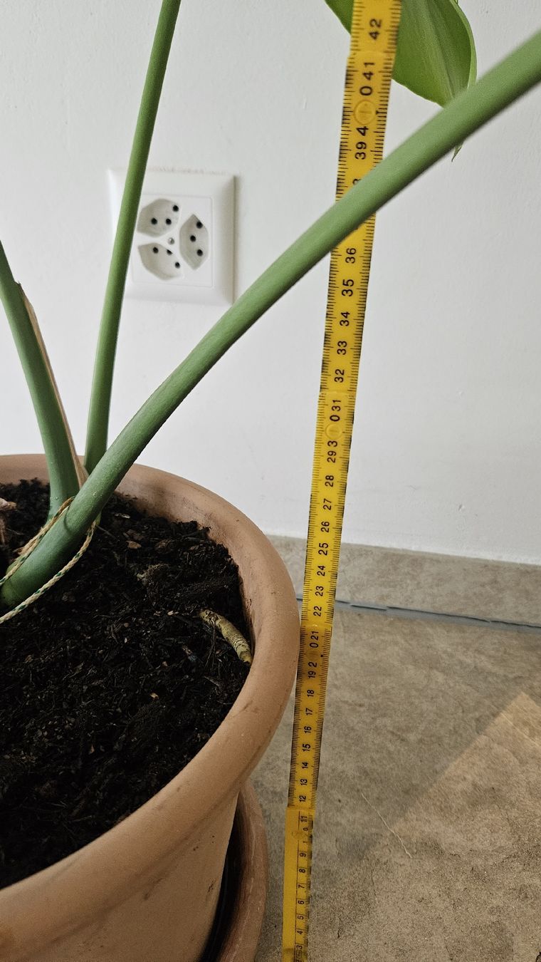 Piante & sementi: Monstera Deliciosa inkl. Terrakottatopf – Usato da Schaan venduto da car_wrv2 6