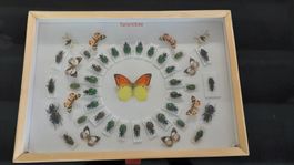 Schmetterlings und Käfer Schaukasten