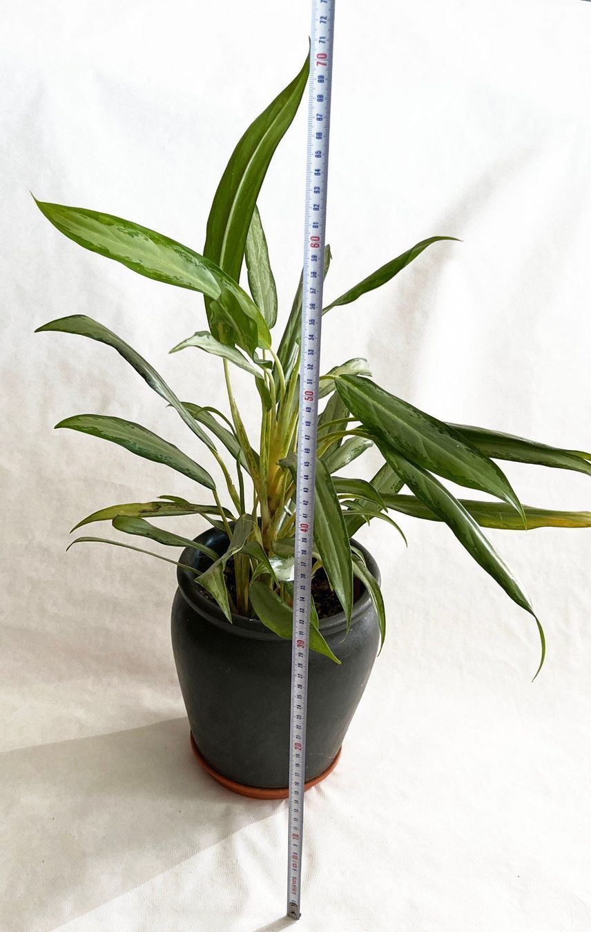 Piante & sementi: AGLAONEMA COMMUTATUM 'SILVER QUEEN' – Usato da Dübendorf venduto da Orchid18 4