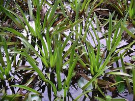 Krebsschere (Stratiotes aloides) - Teichpflanze, winterhart