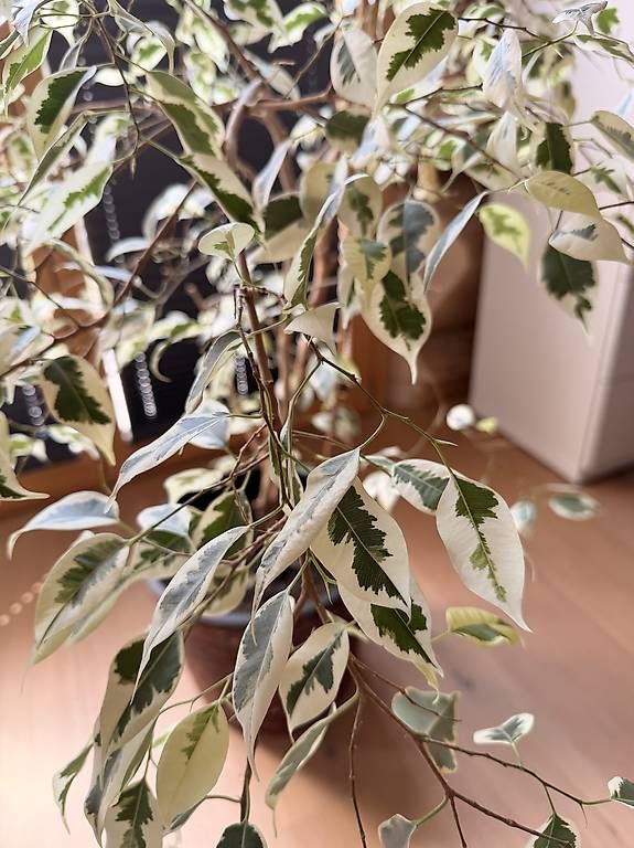 Pflanzen & Samen: Ficus Zimmerpflanze – Gebraucht aus Osterfingen von Alaney 1