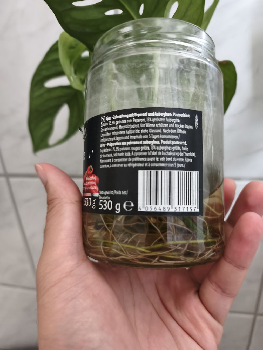 Pflanzen & Samen: Monstera Adensonii M size steckling – Gebraucht aus Zürich von nik_2qzj 2