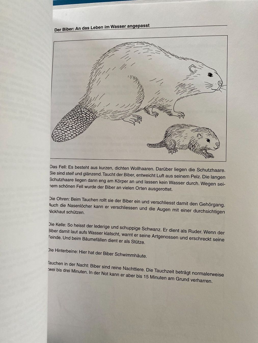 Libri: Zwüsched Bodesee und Hörnli, T. Kappeler – Nuovo e nell'imballaggio originale da Gerlikon venduto da jabadabadu 5