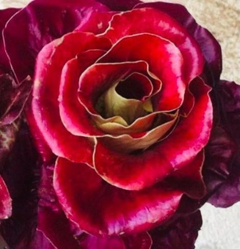 Piante & sementi: ROTE ZICHORIE 🌱 CHICORÉE ROUGE – Nuovo e nell'imballaggio originale da Rovio venduto da POSITIFFARTandPLANTS 7