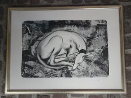 Hans Erni schlafender Greyhund Lithografie sign.und nummer.