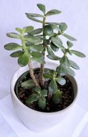 Crassula Ovata Variegata*Geldbaum/Glückbaum/Pfennigbaum*****