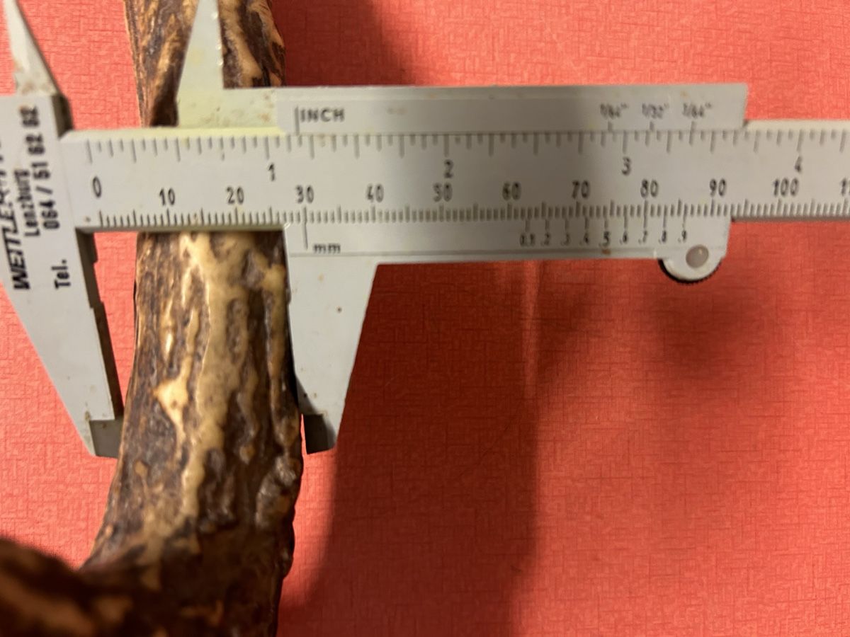Il mondo degli animali: Geweih Hirsch oder Rehe ca. 55 cm L. guter Zustand – Usato da Lanzenhäusern venduto da vic63 5