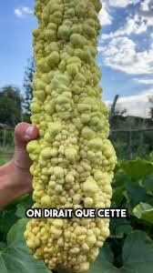 Plantes & graines: Courgette POPCORN  10g – Neuf (Voir description) à Bremblens par FIBONACCI369