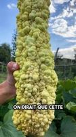 Courgette POPCORN  10g