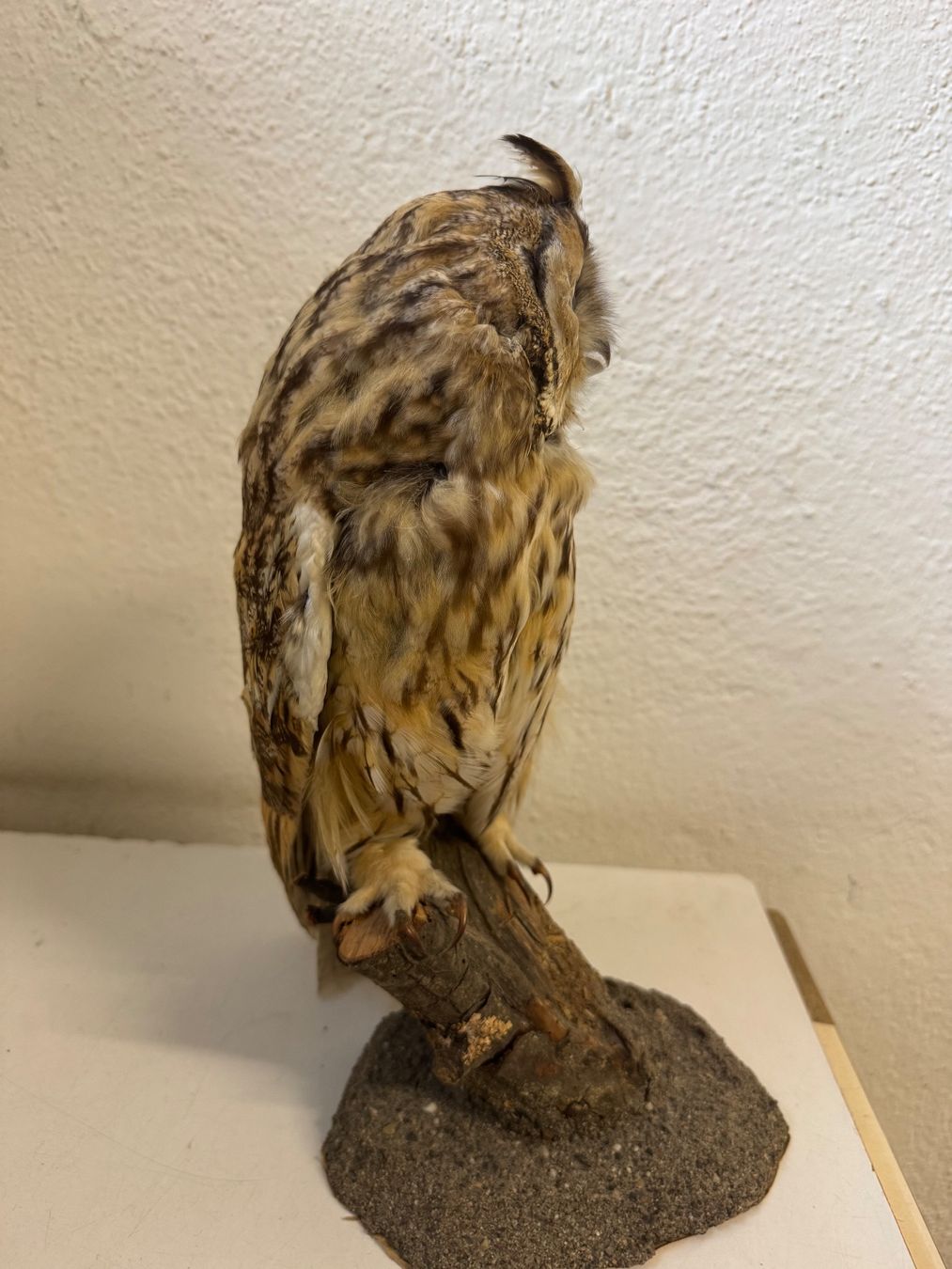 Monde des animaux: Waldohreule ausgestopft / Asio otus – D'occasion à zürich par goldklumpen 5