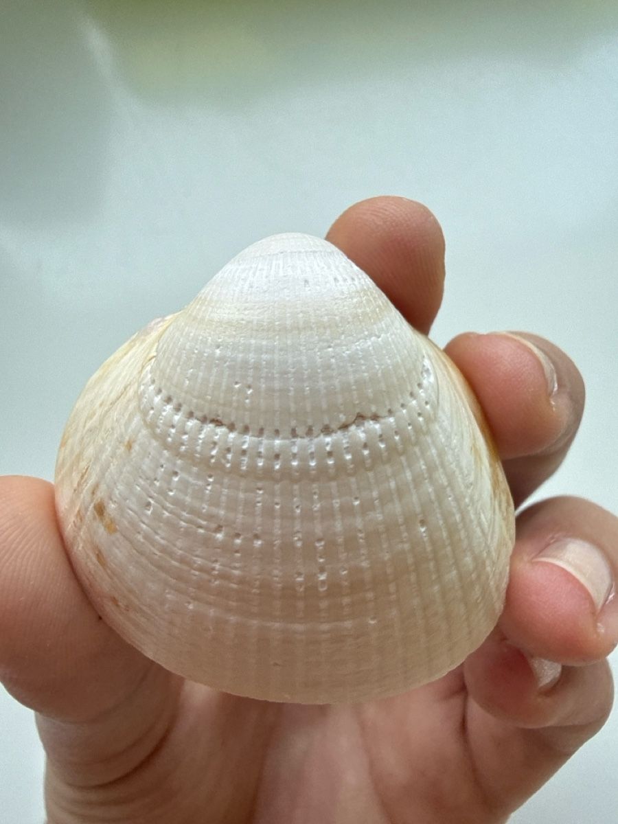 Candele: Kerze in einer Muschel – Nuovo e nell'imballaggio originale da Küsnacht ZH venduto da dps_mc9z 2
