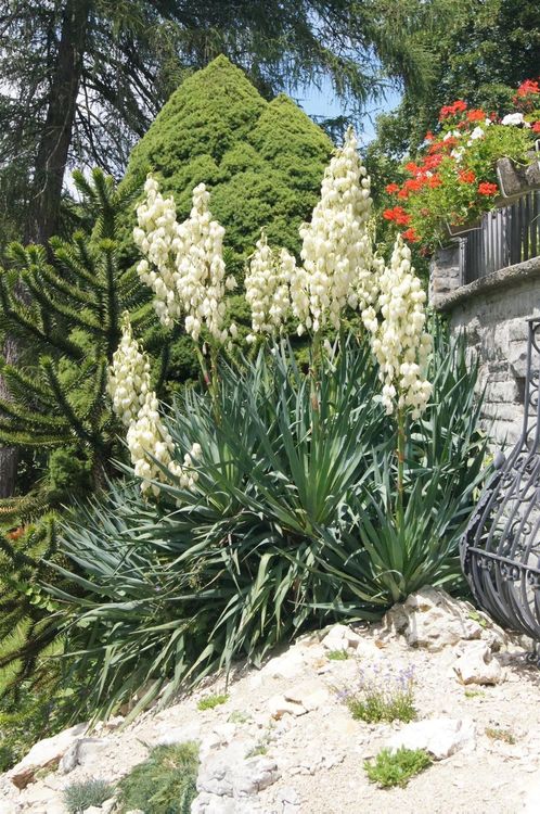 Yucca filamentosa winterhart für Garten Kaufen auf Ricardo