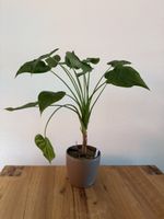 Alocasia Cucullata im SB-Topf, 65 cm hoch