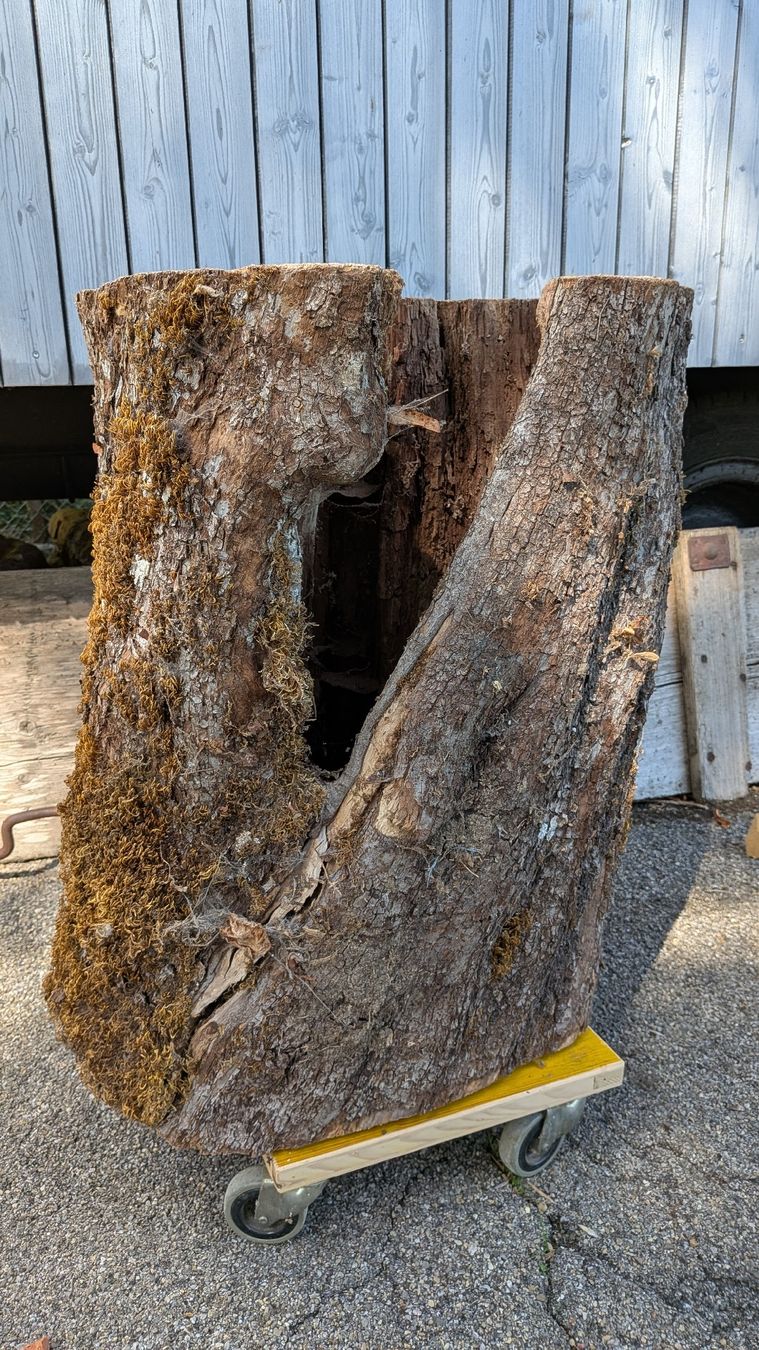 Articoli in legno: Birnbaum Stamm hohl – Nuovo (secondo la descrizione) da Wattwil venduto da Woodbender 2