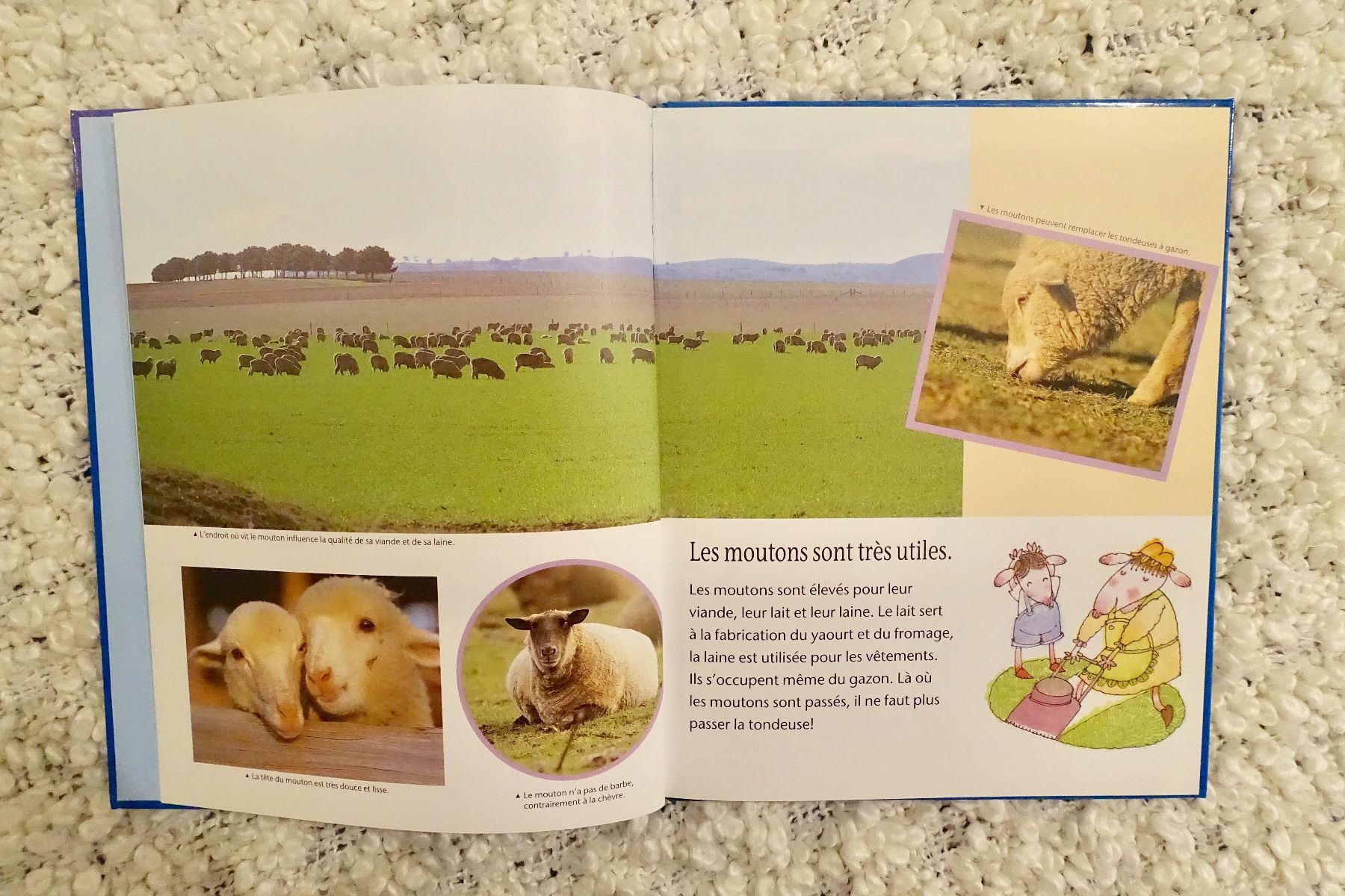 Libri: Livre enfant: le mouton – Nuovo (secondo la descrizione) da Genève venduto da fto_sz8d 1