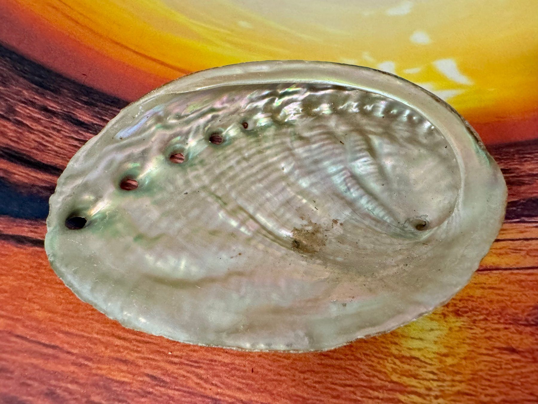 Fossilien: Abalone - Muschel – Neu (gemäss Beschreibung) aus Biberist von Steine 1