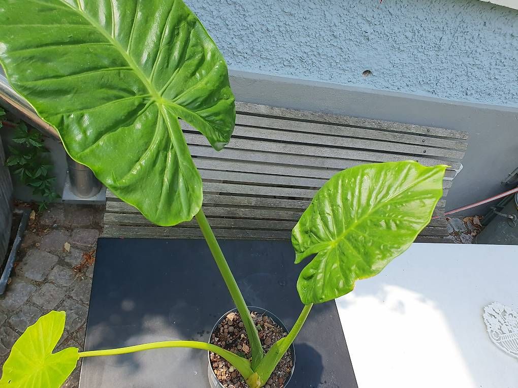 Plantes & graines: Alocasie – D'occasion à Olten par stritten 4