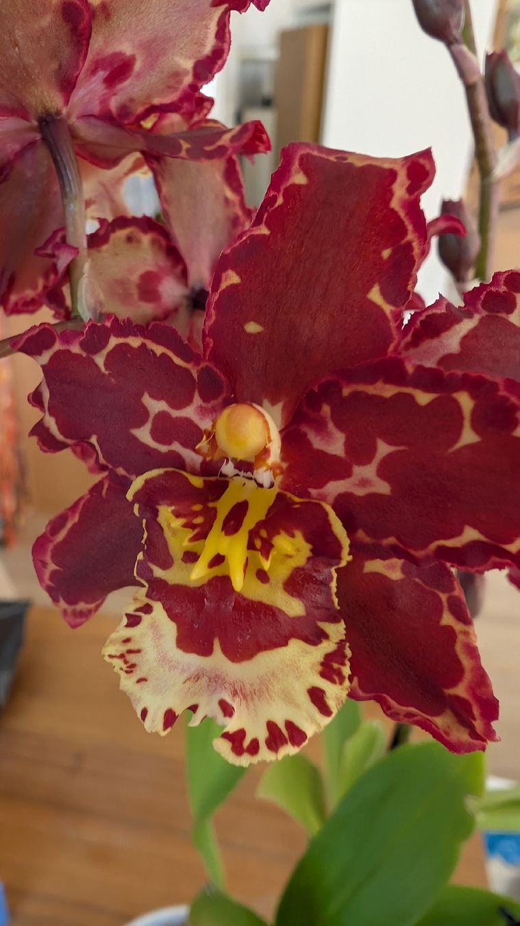 Pflanzen & Samen: Cambria Orchidee – Gebraucht aus Untervaz von Lyraia 5