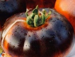 “NOIRE DE CRIMÈE”  30 SAMEN TOMATE‪