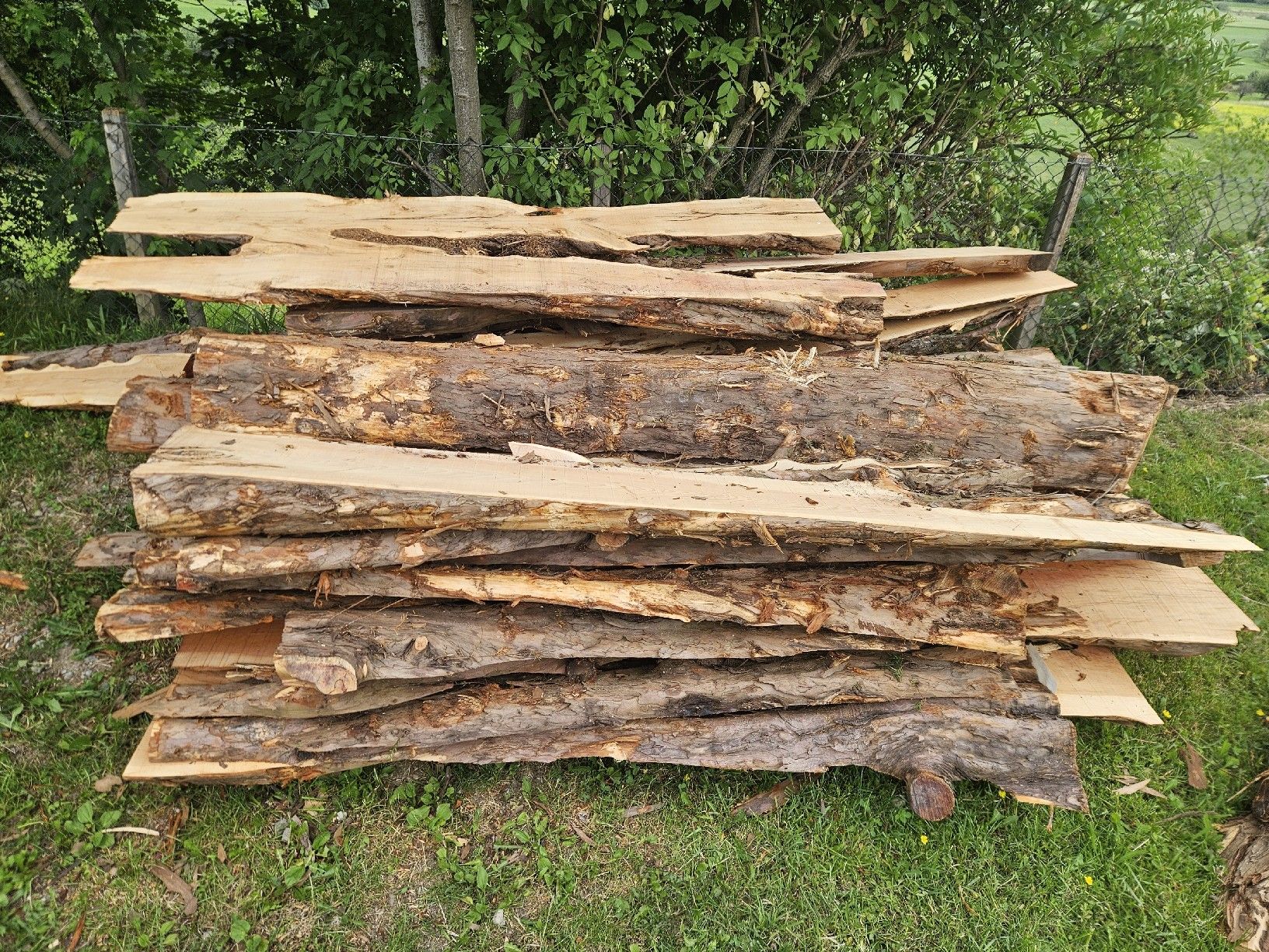 Articoli in legno: Eibenabschnitte  – Nuovo (secondo la descrizione) da Gontenschwil venduto da Studi1958