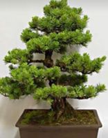 5 SAMEN GRAINES SEMI -  RARE BONSAI-KIEFER‪‪ + KEIMINFOS‪
