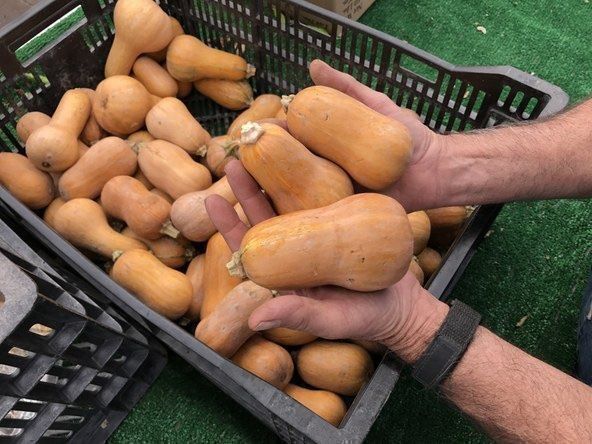 Piante & sementi: 15 Samen BUTTERNUT HONEYNUT Kürbis – Nuovo (secondo la descrizione) da Ehrendingen venduto da VerveinaSamen