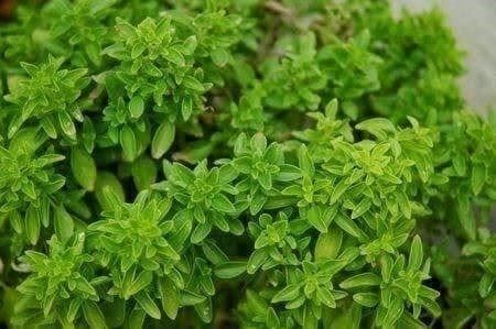 Piante & sementi: BASILIC AUX FEUILLES MINUSCULE !  25g – Nuovo (secondo la descrizione) da Bremblens venduto da FIBONACCI369 1