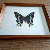 Gerahmter Schmetterling Uraniaripheus gebraucht