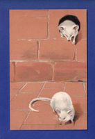 SOURIS - Carte gauffrée