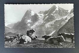 AK Wengen Berner Oberland Rinder Kühe