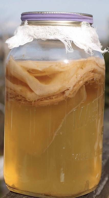 Cibi & Specialità: Demeter Bio-Kombucha SCOBY, Inkl. Flüssigkeit, Anleitung – Usato da Arlesheim venduto da jimbabh