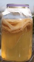 Demeter Bio-Kombucha SCOBY, Inkl. Flüssigkeit, Anleitung
