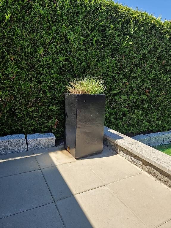 Pots de fleurs: +++2 grosse vasen mit lavendel bepflanzt+++ – D'occasion à Kriens par sanica