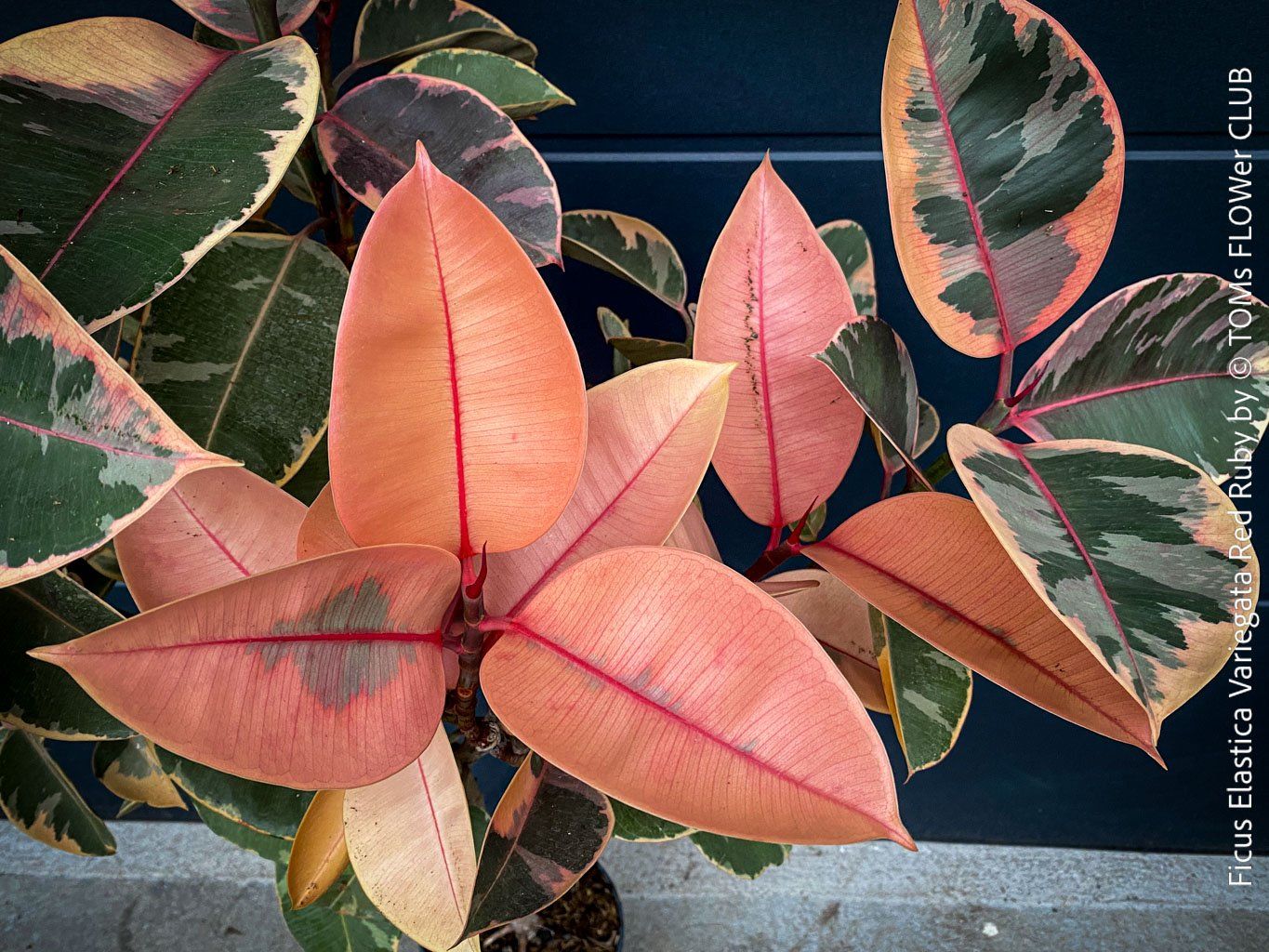 Piante & sementi: Ficus Elastica Variegata Red Ruby - rund 140cm Bäumchen – Nuovo e nell'imballaggio originale da Adliswil venduto da astom369 4