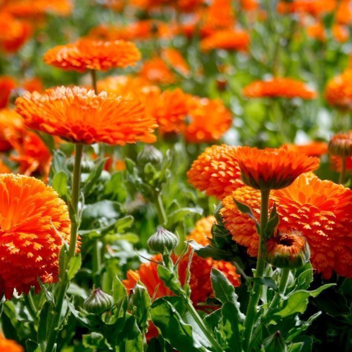 Piante & sementi: 500 Samen Ringelblume ORANGE KING – Nuovo (secondo la descrizione) da Ehrendingen venduto da VerveinaSamen 3