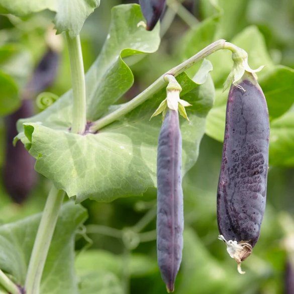 Pflanzen & Samen: Violette Erbse 'Désirée' / 20 Samen – Neu (gemäss Beschreibung) aus Hinteregg von ERFOLG78 1