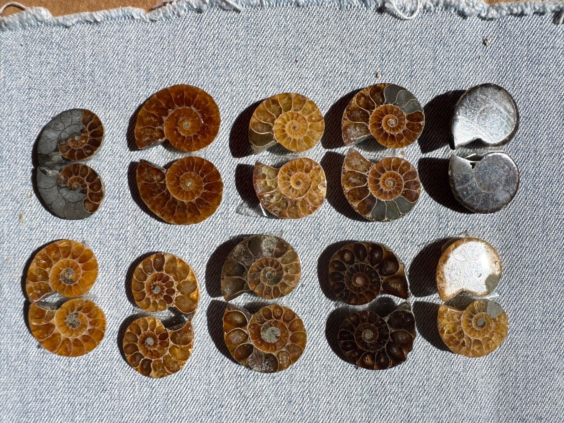 Fossilien: Ammoniten   - 10 Paar klein!, top poliert - lässige Sammlung – Neu und originalverpackt aus Leuggern von gemshow 7