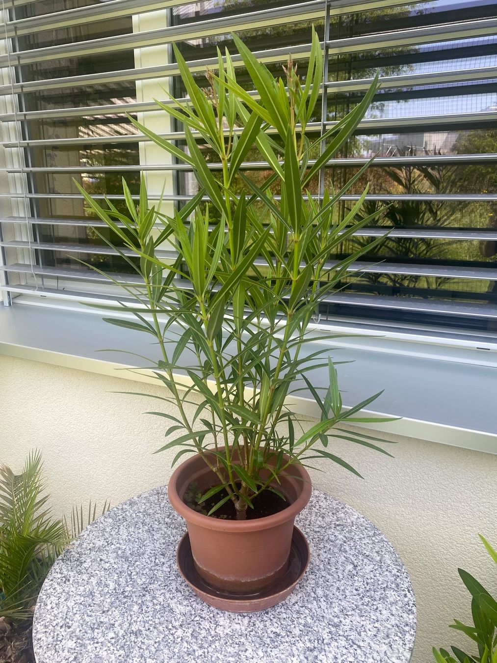 Piante & sementi: Oleander, Höhe 85 cm – Usato da Alchenflüh venduto da smart-