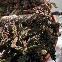 Euphorbia Decaryi - 1Sammlerstück für Dich