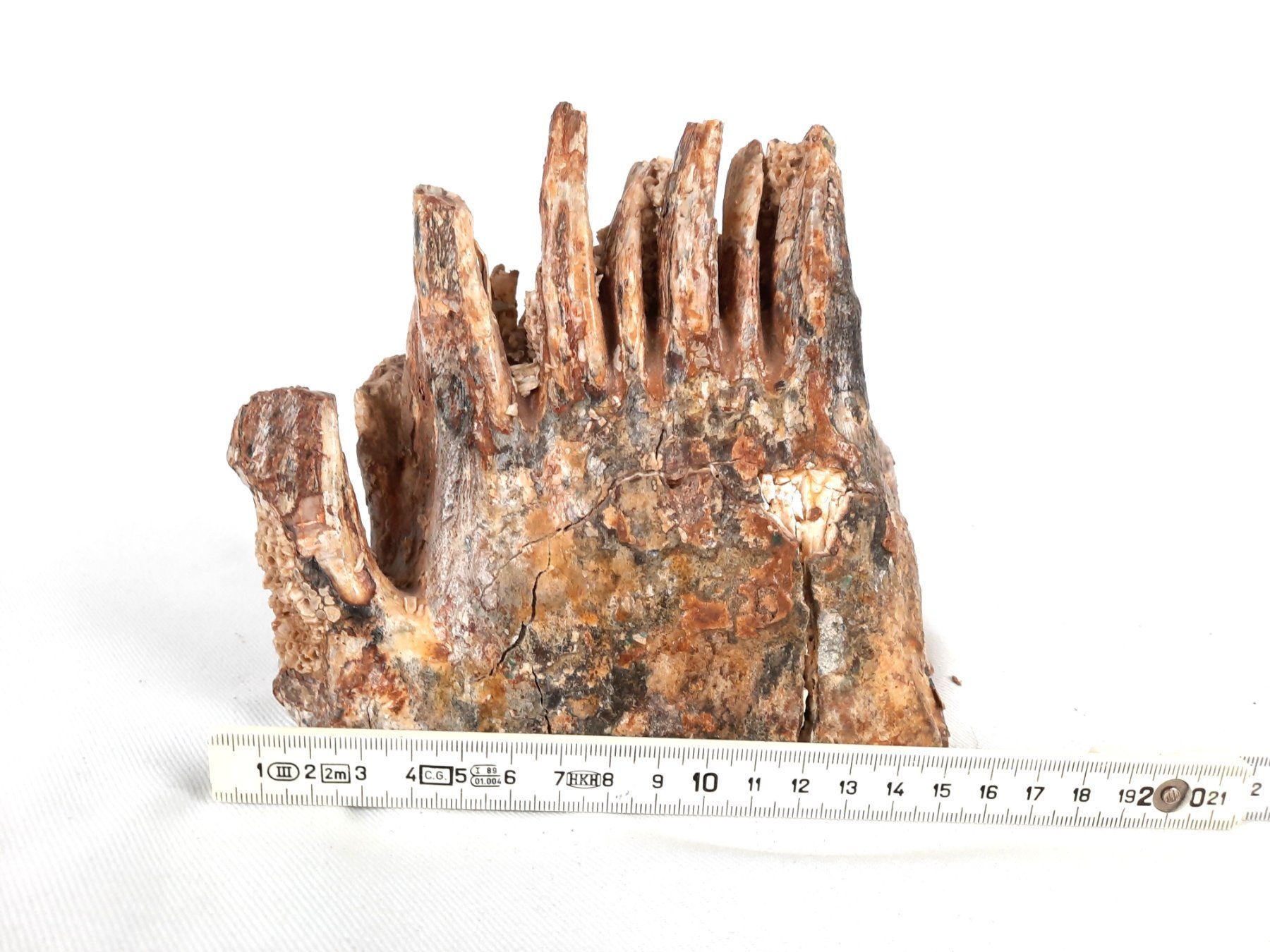 Fossili: Mammutzahn – Usato da Beinwil am See venduto da Restwert_Beinwil 9