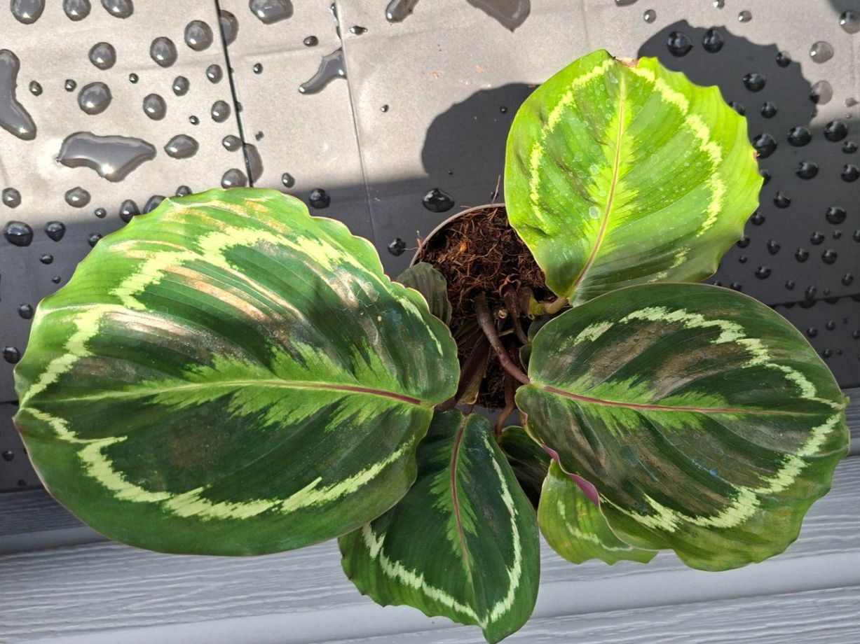 Plantes & graines: Calathea médaillon – D'occasion à Les Brenets par glo_267f 1