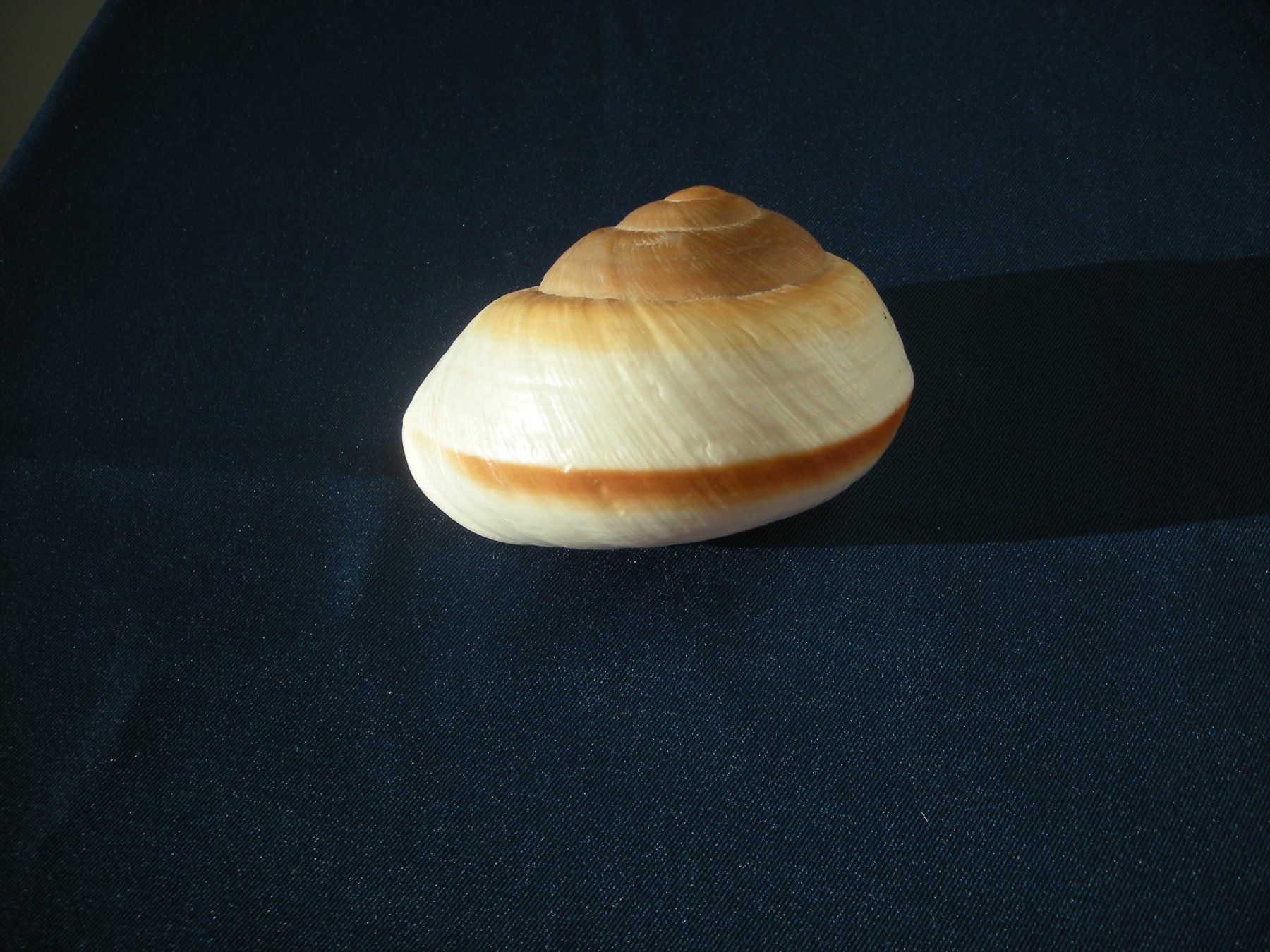 Fossilien: Grosse runde Muschel etwa 8.5 cm – Gebraucht aus Spreitenbach von Sniper8952 1
