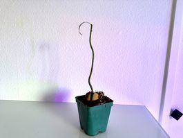 Avocado Baum (wiggle trunk)
