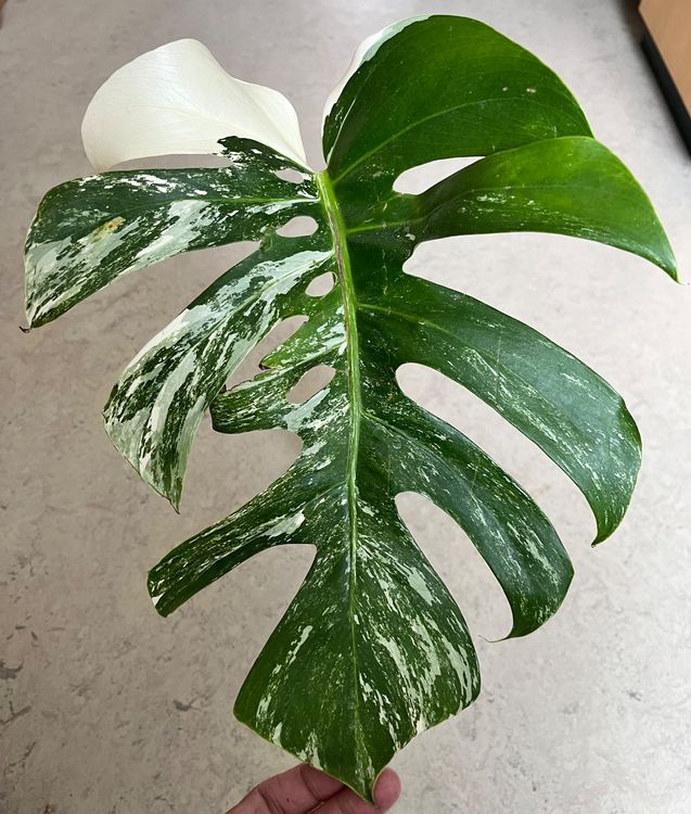 Monstera Albo Variegata Steckling (Neu (gemss Beschreibung)) in Entlebuch  fr CHF 46  mit Lieferung auf Ricardo kaufen