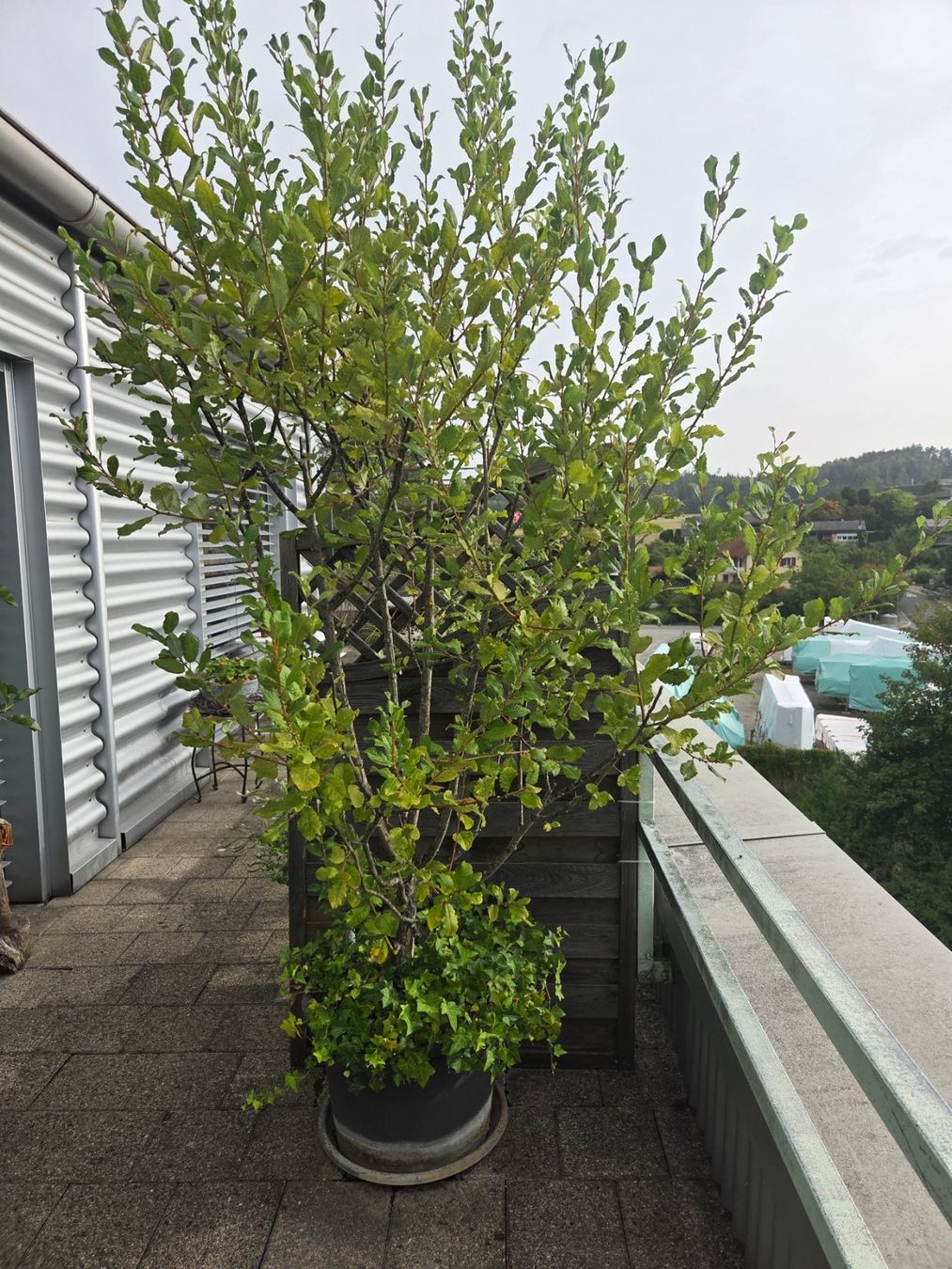 Plantes & graines: Salweide / Baum / Sichtschutz – D'occasion à Höri par fab_w7p5