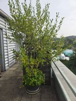 Salweide / Baum / Sichtschutz