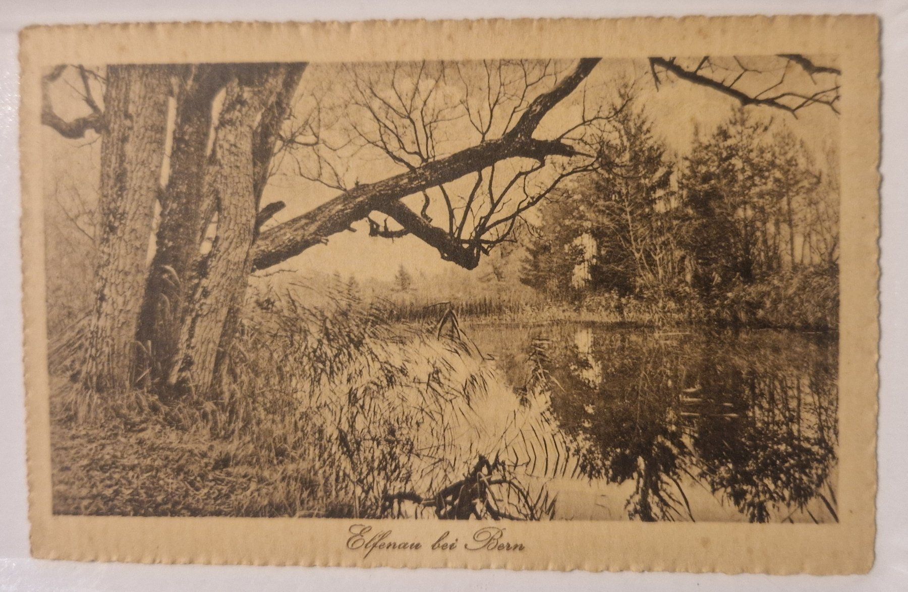 Cartoline postali: Elfenau bei Bern, ungelaufen/alt – Nuovo (secondo la descrizione) da Melchnau venduto da Fishel