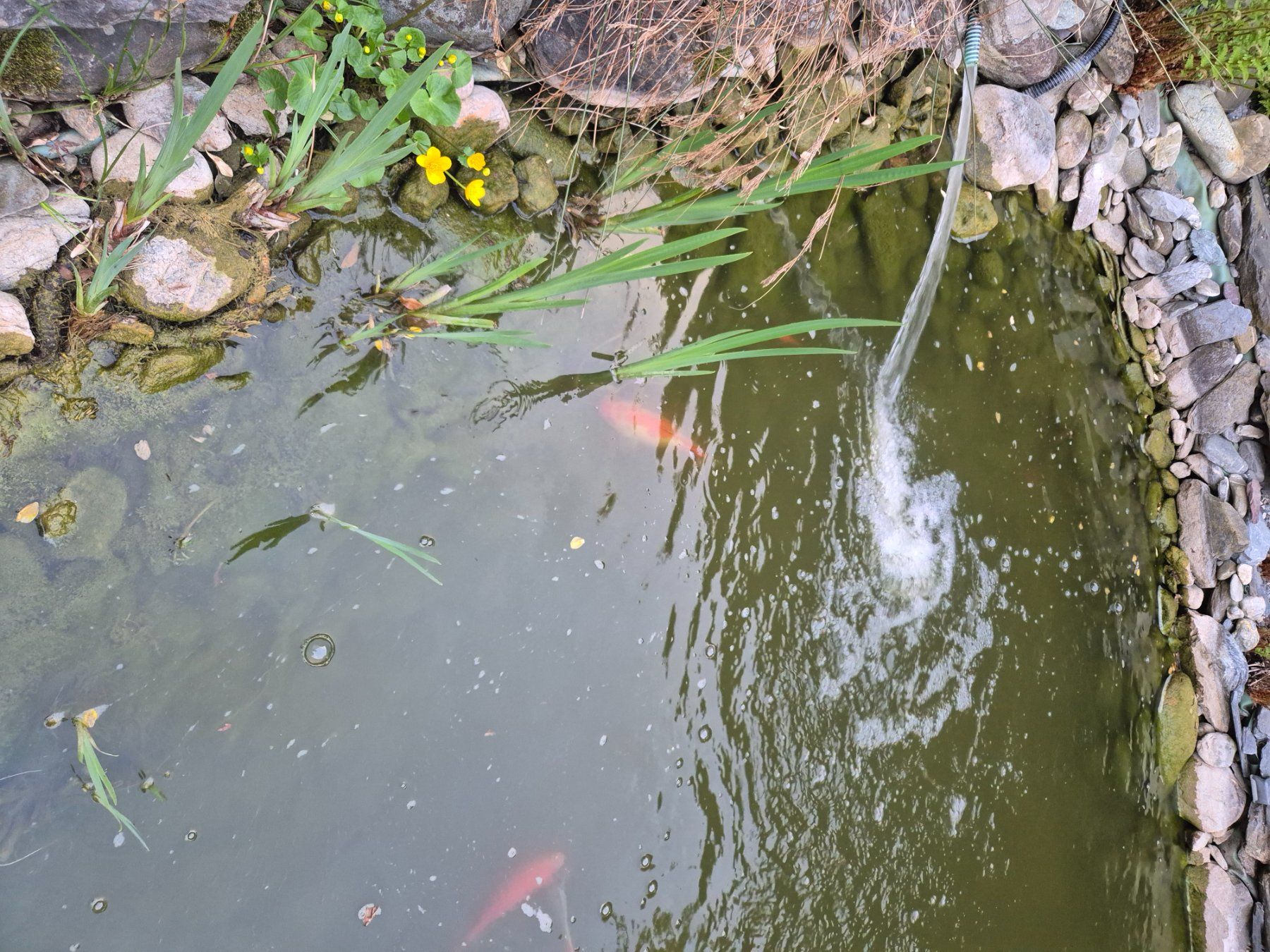 Etangs & Fontaines déco.: Teich zum Verkaufen – D'occasion à Bad Ragaz par markodel 4